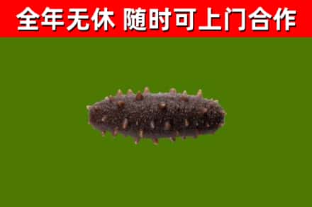 鲅鱼圈回收海参干